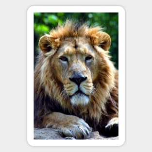 Asiatic Lion Panthera Leo Persica Big Cat Male Sticker